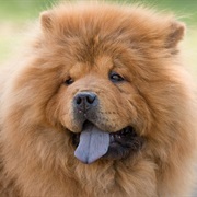 The Only Dog That Doesn&#39;T Have a Pink Tongue Is the Chow.