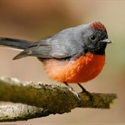 Slate-Throated Redstart