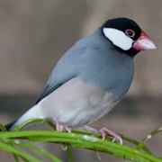 Java Sparrow