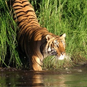 The Sundarbans, Bangladesh