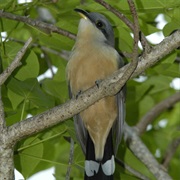 Mangrove Cuckoo