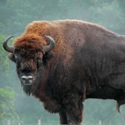 European Bison