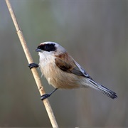 Eurasian Penduline Tit