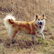 Icelandic Sheepdog