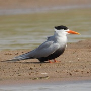 Black-Bellied Tern