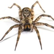There Is an Average of 50,000 Spiders Per Acre in Green Areas.
