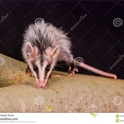 Andean White-Eared Opossum