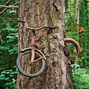 Bike in a Tree, Vashon Island