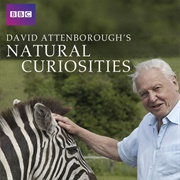 Natural Curiosities (2013-)