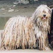 Bergamasco