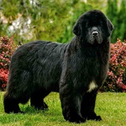 Newfoundland Dog