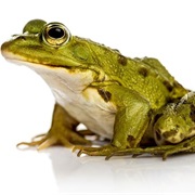 Frogs Absorb Water Through Their Skin.