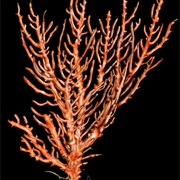 Sea Fan