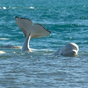 Beluga