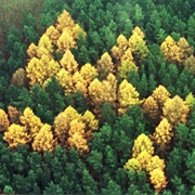 Larch Tree Swastika Found in Germany