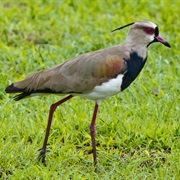 Southern Lapwing (Uruguay)