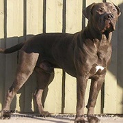 American Bandogge Mastiff