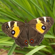 Sword Grass Brown