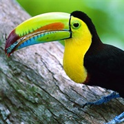 Keel-Billed Toucan (Belize)