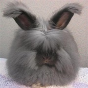 Angora Rabbit