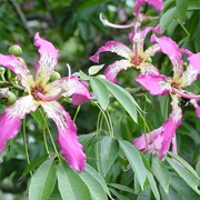 Silk Floss Tree