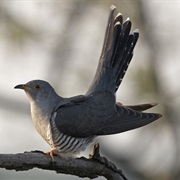 Common Cuckoo