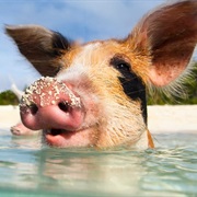 Pigs of Big Major Caye