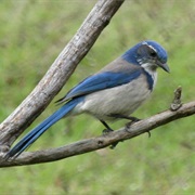 California Scrub-Jay