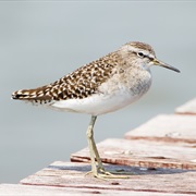 Wood Sandpiper