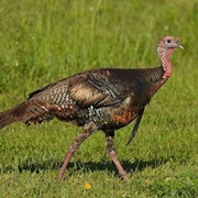 Wild Turkey