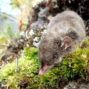 Andean Shrew Opossum