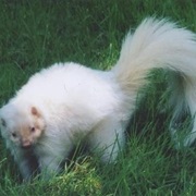 Skunk