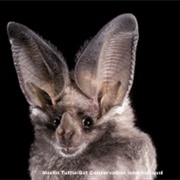 Leaf-Nosed Bat