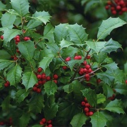 American Holly