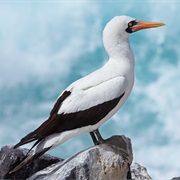 Nazca Booby