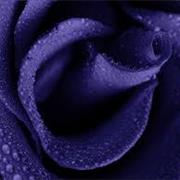 Indigo Rose