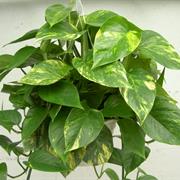 Golden Pothos or Devil&#39;s Ivy