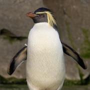 Northern Rockhopper Penguin