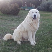 Maremma Sheepdog