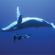 Humpback Whale