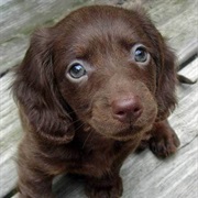 Boykin Spaniel