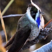 Blue-Bearded Helmetcrest