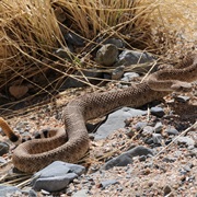 Wildlife on Griffith Spring Trail