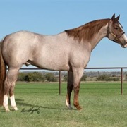 Quarter Horse