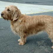 Basset Fauve De Bretagne