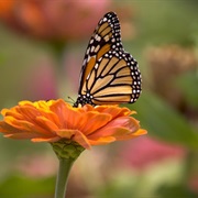 Monarch Butterfly