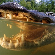 Bind an Alligator&#39;s Jaws