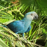 Spix&#39;s Macaw (Possibly Extinct in Wild)