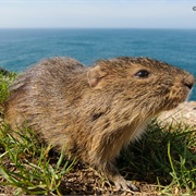 Santa Catarina&#39;s Guinea Pig