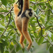 Eastern Black Crested Gibbon